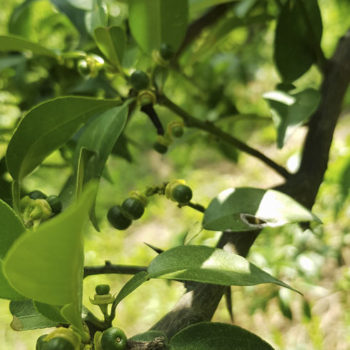 Petitgrain de yuzu