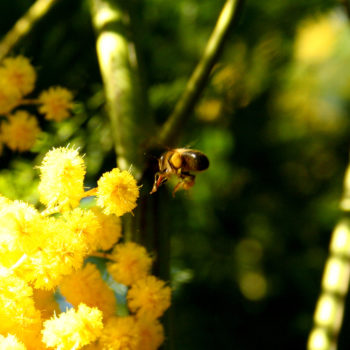 Abeille butinant dans le massif du Tanneron