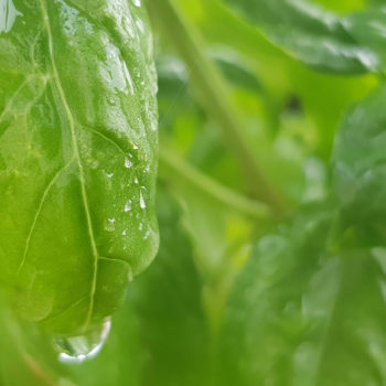 Basilic et goutte d'eau