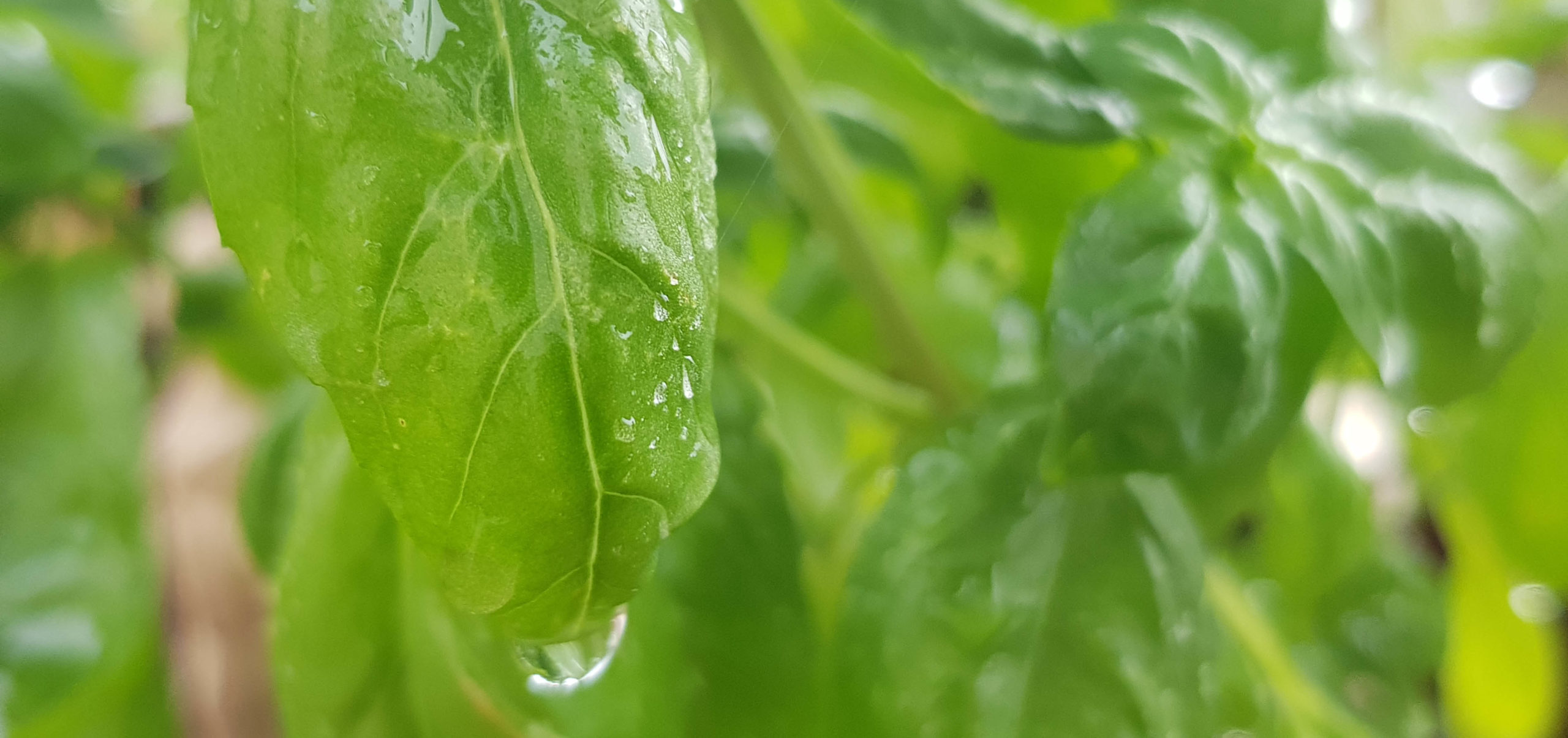 Basilic et goutte d'eau