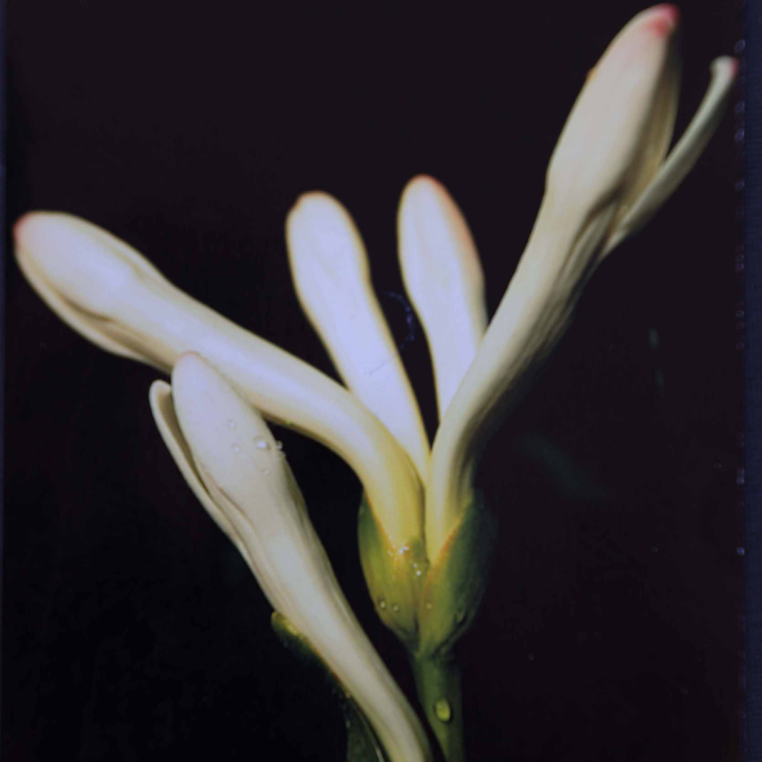 Arcane_Parfum_Fichier_Impression